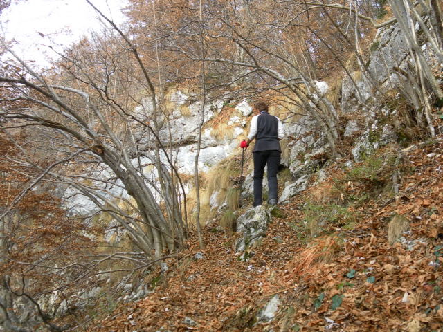 Foto: Wolfgang Lauschensky / Wandertour / Cima d´ Oro bis Cima Pari Kammüberschreitung / im lichten Steilwald / 12.12.2011 15:11:37