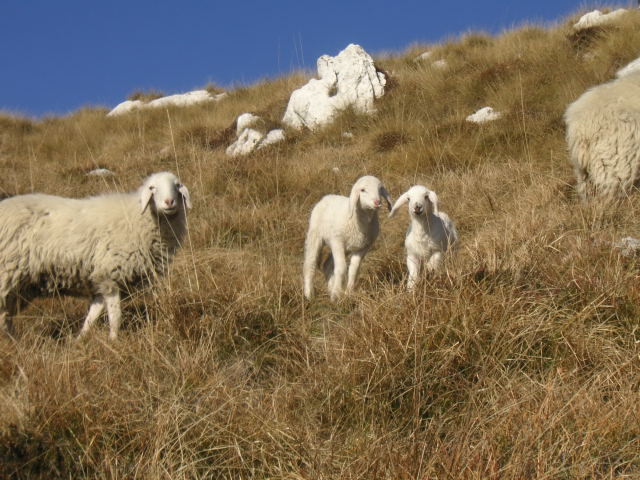 Foto: Wolfgang Lauschensky / Wandertour / Monte Pizzocolo aus dem Val di Sur / spätherbstliche Wanderer / 16.12.2011 07:38:06