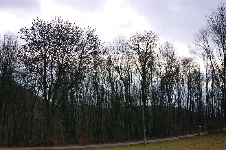 Foto: Andreas Koller / Wandertour / On Top of Vienna - der Hermannskogel (542m) / 30.12.2011 21:50:54