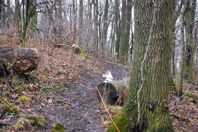 Foto: Andreas Koller / Wandertour / On Top of Vienna - der Hermannskogel (542m) / Steiler Schlussanstieg / 30.12.2011 21:50:34