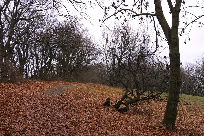 Foto: Andreas Koller / Wandertour / On Top of Vienna - der Hermannskogel (542m) / 30.12.2011 21:48:41