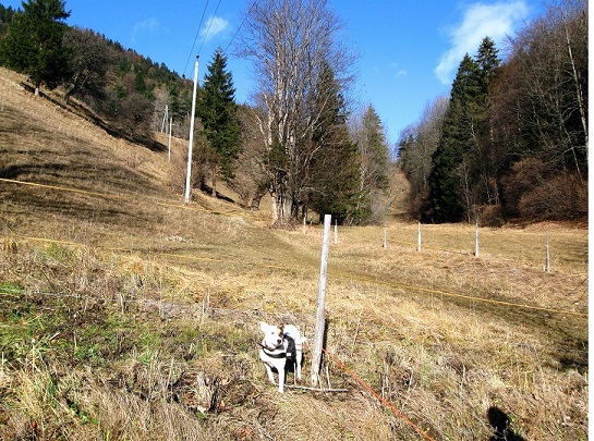 Foto: Andreas Koller / Wandertour / Gauermannhütte am Plattenstein (1154m) / Aufstieg zur Gauermannhütte / 03.02.2012 19:55:56