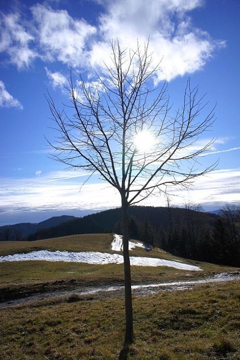 Foto: Andreas Koller / Wandertour / Gauermannhütte am Plattenstein (1154m) / 03.02.2012 19:54:37