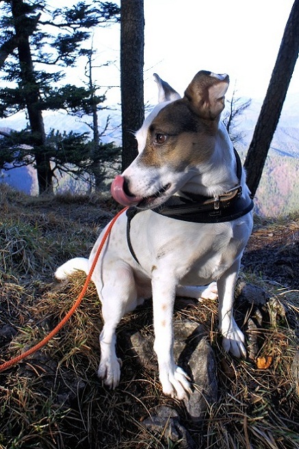 Foto: Andreas Koller / Wandertour / Gauermannhütte am Plattenstein (1154m) / 03.02.2012 19:49:53