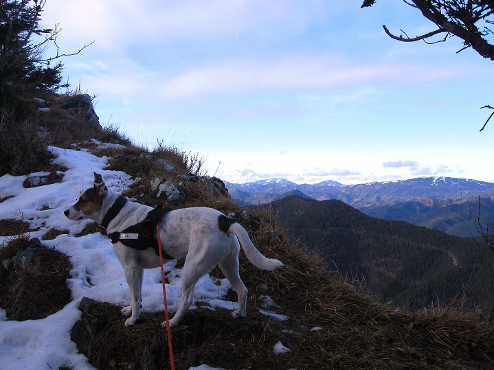 Foto: Andreas Koller / Wandertour / Gauermannhütte am Plattenstein (1154m) / 03.02.2012 19:44:29