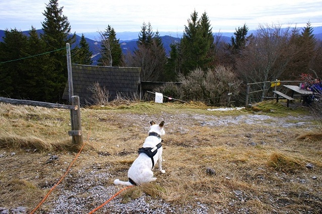 Foto: Andreas Koller / Wandertour / Gauermannhütte am Plattenstein (1154m) / 03.02.2012 19:40:36