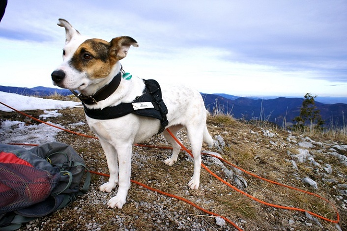 Foto: Andreas Koller / Wandertour / Gauermannhütte am Plattenstein (1154m) / 03.02.2012 19:40:03