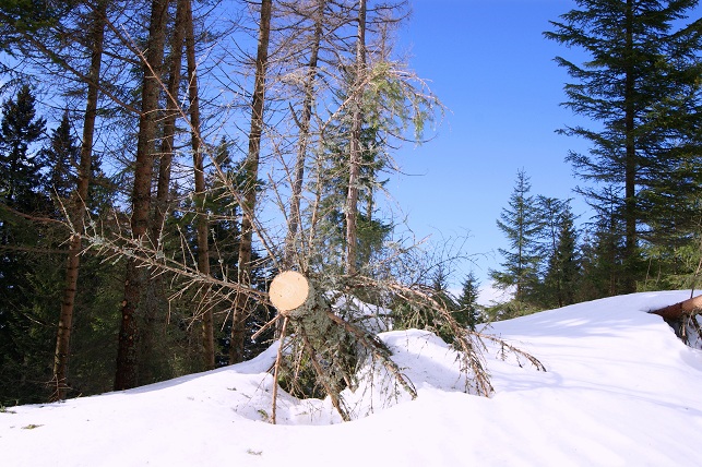 Foto: Andreas Koller / Schneeschuhtour / Panoramaschneeschuhtour auf die Amundsenhöhe (1666m) / 13.03.2012 19:45:26