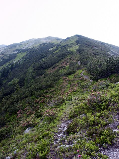 Foto: Datzi / Wandertour / Rundtour über den Kl. Reichard - Hochreichard - Brandstätterkogel (Biwak) - Maierangerkogel / Vom Stubentörl zum Kl. Reichard / 06.05.2012 18:25:25