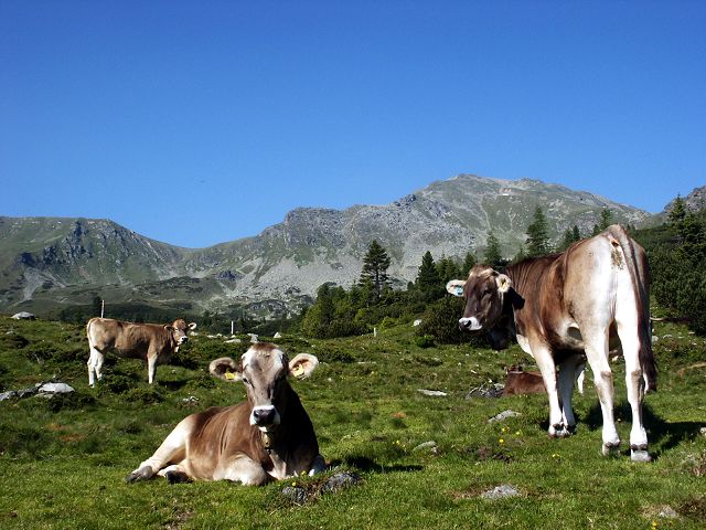 Foto: Datzi / Wandertour / Rundtour über den Kl. Reichard - Hochreichard - Brandstätterkogel (Biwak) - Maierangerkogel / Kurz vor der Gottstalalm / 06.05.2012 18:27:07