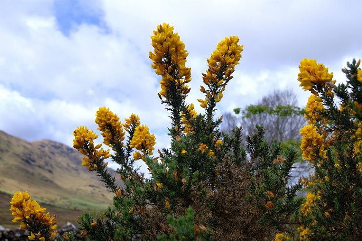 Foto: Andreas Koller / Wandertour / Connemara: Kylemore Abbey Walks (90m) / 10.05.2012 21:45:25