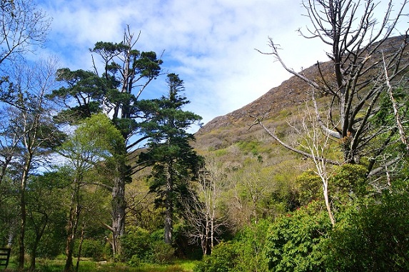 Foto: Andreas Koller / Wandertour / Connemara: Kylemore Abbey Walks (90m) / 10.05.2012 21:43:10