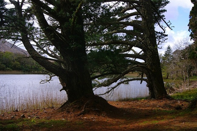 Foto: Andreas Koller / Wandertour / Connemara: Kylemore Abbey Walks (90m) / 10.05.2012 21:42:54