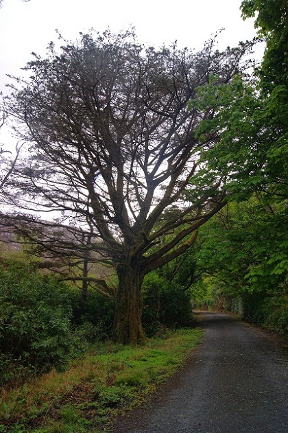 Foto: Andreas Koller / Wandertour / Connemara: Kylemore Abbey Walks (90m) / 10.05.2012 21:41:18