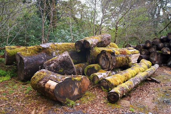 Foto: Andreas Koller / Wandertour / Connemara: Kylemore Abbey Walks (90m) / 10.05.2012 21:41:09