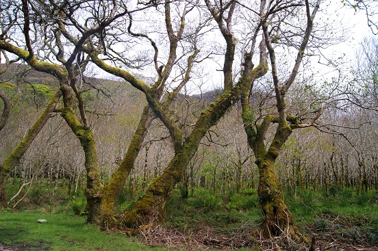 Foto: Andreas Koller / Wandertour / Connemara: Kylemore Abbey Walks (90m) / 10.05.2012 21:40:14