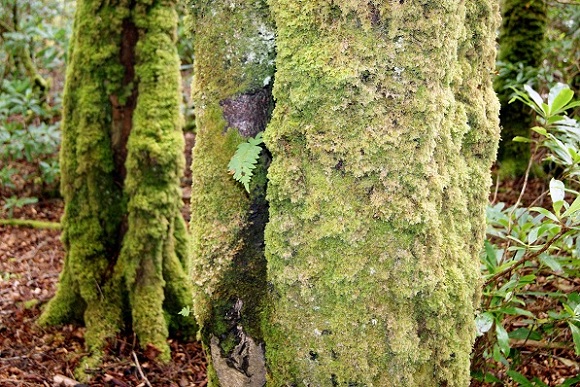Foto: Andreas Koller / Wandertour / Connemara: Kylemore Abbey Walks (90m) / 10.05.2012 21:38:52