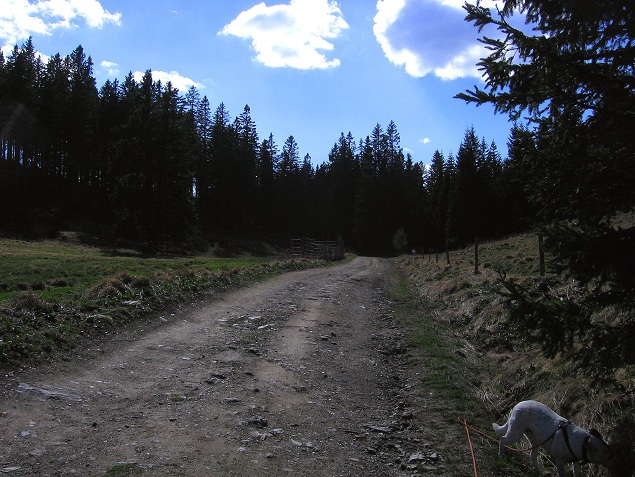 Foto: Andreas Koller / Wandertour / Über den Wechsel (1743m) / 31.05.2012 22:37:49