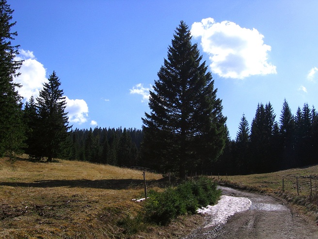 Foto: Andreas Koller / Wandertour / Über den Wechsel (1743m) / 31.05.2012 22:37:38