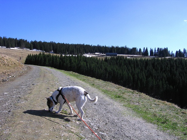Foto: Andreas Koller / Wandertour / Über den Wechsel (1743m) / 31.05.2012 22:36:51