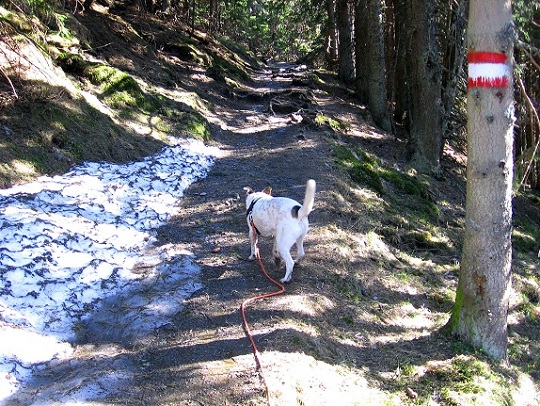 Foto: Andreas Koller / Wandertour / Über den Wechsel (1743m) / 31.05.2012 22:36:09
