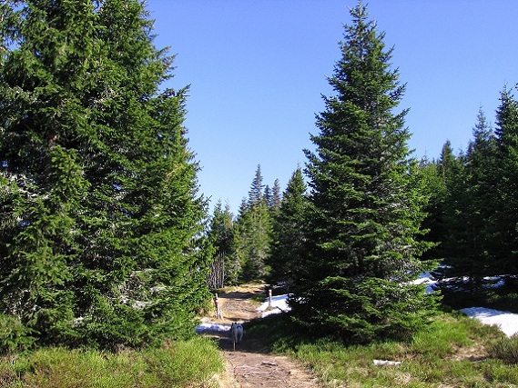 Foto: Andreas Koller / Wandertour / Über den Wechsel (1743m) / 31.05.2012 22:35:59