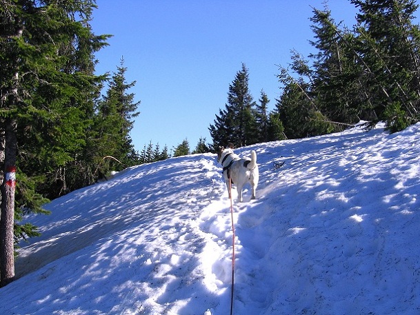 Foto: Andreas Koller / Wandertour / Über den Wechsel (1743m) / 31.05.2012 22:34:41
