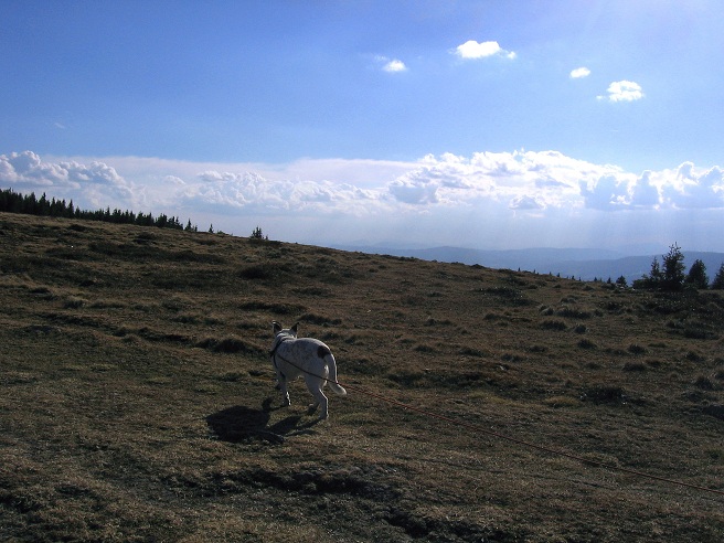 Foto: Andreas Koller / Wandertour / Über den Wechsel (1743m) / 31.05.2012 22:32:07