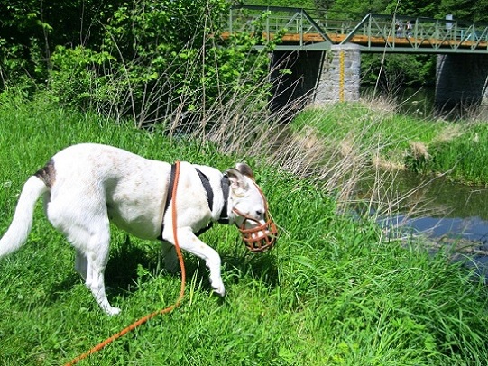Foto: Andreas Koller / Wandertour / Im Nationalpark Thayatal (378m) / 10.06.2012 22:21:34