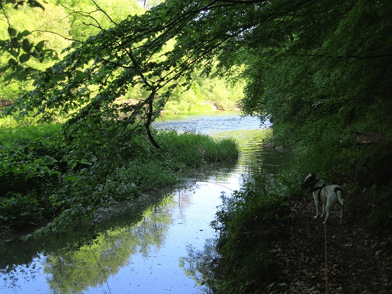 Foto: Andreas Koller / Wandertour / Im Nationalpark Thayatal (378m) / 10.06.2012 22:21:03