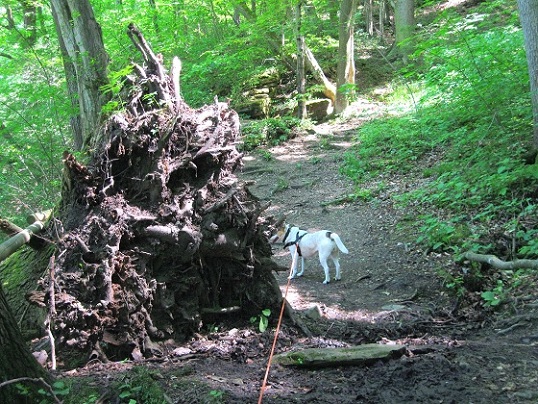 Foto: Andreas Koller / Wandertour / Im Nationalpark Thayatal (378m) / 10.06.2012 22:20:16