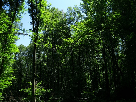 Foto: Andreas Koller / Wandertour / Im Nationalpark Thayatal (378m) / 10.06.2012 22:19:46