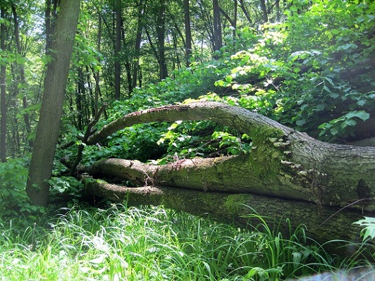 Foto: Andreas Koller / Wandertour / Im Nationalpark Thayatal (378m) / 10.06.2012 22:19:39