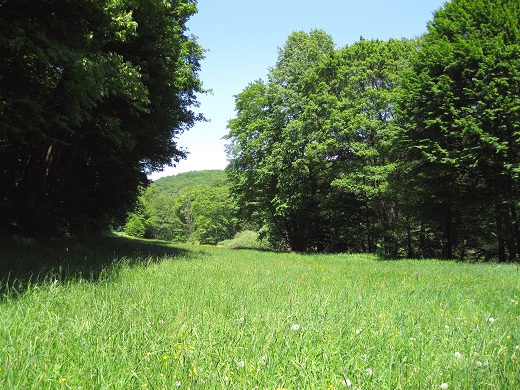 Foto: Andreas Koller / Wandertour / Im Nationalpark Thayatal (378m) / 10.06.2012 22:19:31