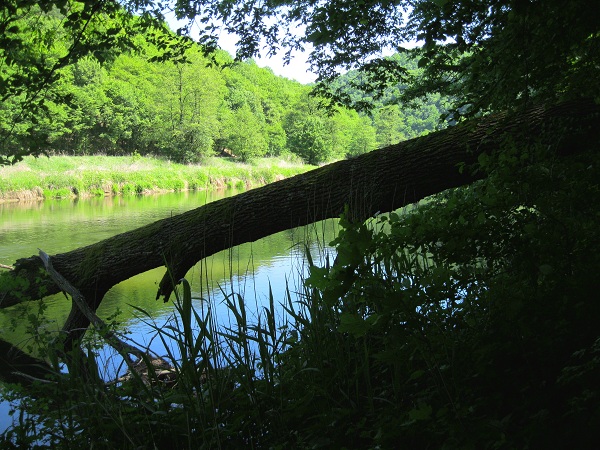 Foto: Andreas Koller / Wandertour / Im Nationalpark Thayatal (378m) / 10.06.2012 22:18:30