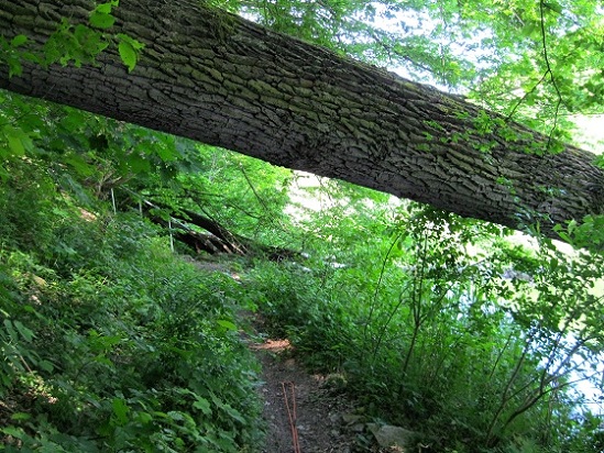 Foto: Andreas Koller / Wandertour / Im Nationalpark Thayatal (378m) / 10.06.2012 22:18:13