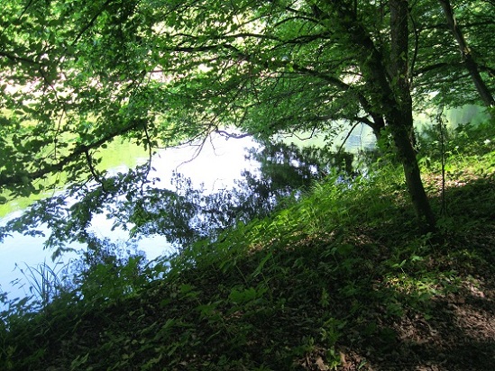 Foto: Andreas Koller / Wandertour / Im Nationalpark Thayatal (378m) / 10.06.2012 22:18:03