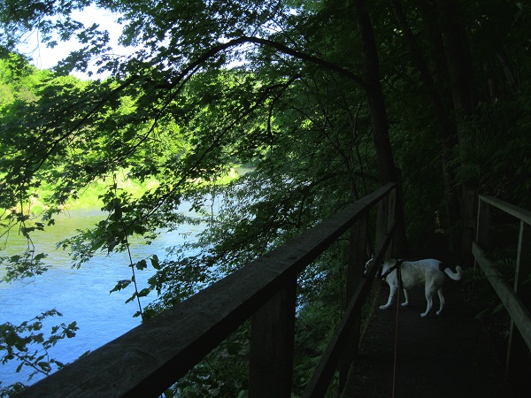 Foto: Andreas Koller / Wandertour / Im Nationalpark Thayatal (378m) / 10.06.2012 22:17:12