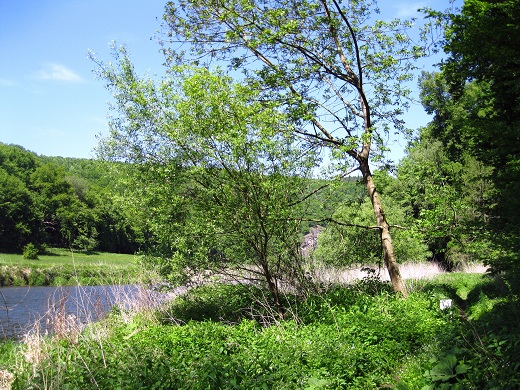 Foto: Andreas Koller / Wandertour / Im Nationalpark Thayatal (378m) / 10.06.2012 22:16:36