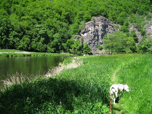 Foto: Andreas Koller / Wandertour / Im Nationalpark Thayatal (378m) / 10.06.2012 22:15:21