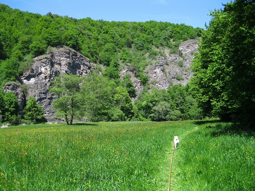 Foto: Andreas Koller / Wandertour / Im Nationalpark Thayatal (378m) / Hier beginnt die große Thaya-Schlinge / 10.06.2012 22:15:03