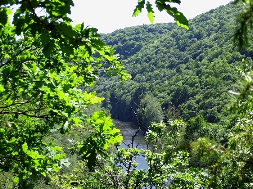 Foto: Andreas Koller / Wandertour / Im Nationalpark Thayatal (378m) / Letzter Blick vom Umalufberg auf die Thaya vor dem Abstieg / 10.06.2012 22:13:52