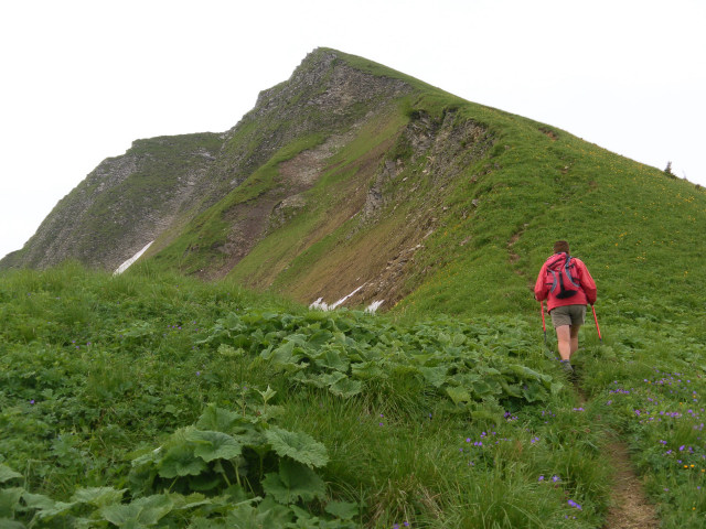 Foto: Wolfgang Lauschensky / Wandertour / Delpsjoch 1945m / krautiger Wiesenanstieg / 25.06.2012 13:01:50