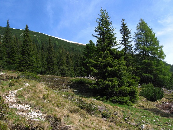 Foto: Andreas Koller / Wandertour / Zum Gipfelsammeln in den Seckauer Tauern (2397m) / 25.06.2012 18:58:03