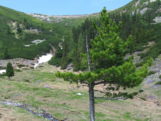 Foto: Andreas Koller / Wandertour / Zum Gipfelsammeln in den Seckauer Tauern (2397m) / 25.06.2012 18:57:47
