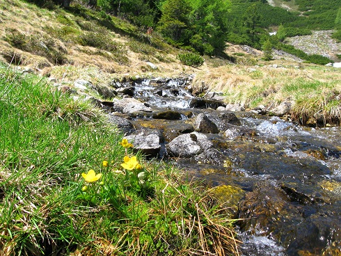 Foto: Andreas Koller / Wandertour / Zum Gipfelsammeln in den Seckauer Tauern (2397m) / 25.06.2012 18:57:39