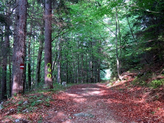 Foto: Andreas Koller / Klettersteigtour / Klettersteig Walter Mory und Krischasteig (1711m) / 15.07.2012 23:20:38