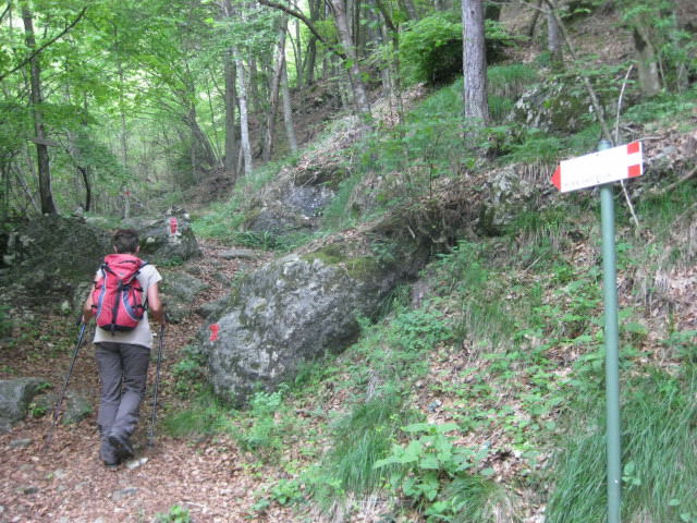 Foto: Wolfgang Lauschensky / Klettersteigtour / Via Ferrata Carlo Guzzella auf den Monte Grappa 1742m / am bewaldeten Zustieg / 13.07.2012 19:28:44