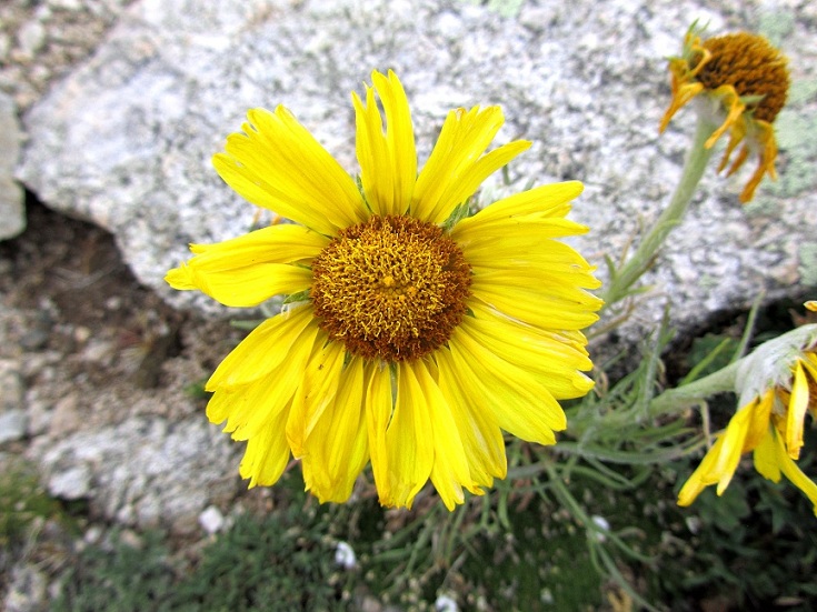 Foto: Andreas Koller / Wandertour / Mount Shavano (4337m) / 18.07.2012 23:20:39