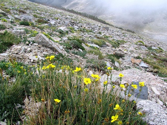 Foto: Andreas Koller / Wandertour / Mount Shavano (4337m) / 18.07.2012 23:20:30